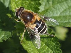 Eristalis jugorum