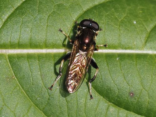 Orange-belted Leafwalker