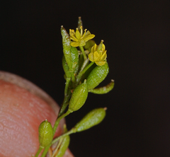 Descurainia californica