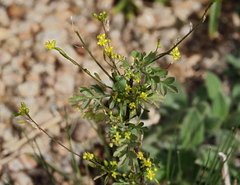 Descurainia californica