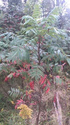 Rhus glabra