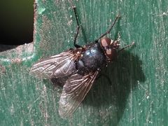 Protophormia terraenovae