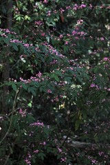 Boronia umbellata