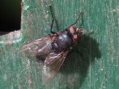 Protophormia terraenovae