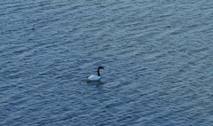 Cygnus melancoryphus