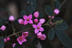 Boronia umbellata