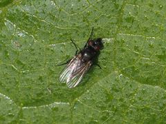Coenosia atra