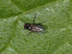 Coenosia atra