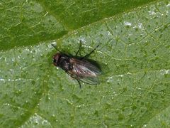 Coenosia atra