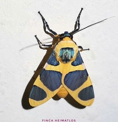 Emurena lurida
