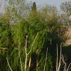 Megaceryle torquata