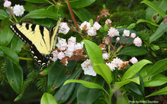 Papilio appalachiensis