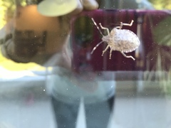 Halyomorpha halys