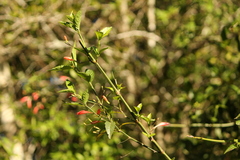 Ruellia angustiflora