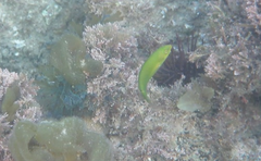 Halichoeres chloropterus