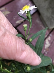 Symphyotrichum lanceolatum lanceolatum