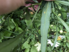 Symphyotrichum lanceolatum lanceolatum