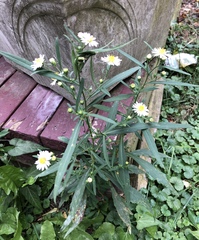 Symphyotrichum lanceolatum lanceolatum