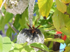 Polistes major