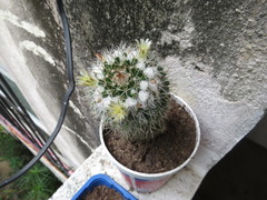 Mammillaria karwinskiana nejapensis