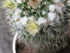 Mammillaria karwinskiana nejapensis