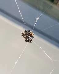 Gasteracantha sacerdotalis