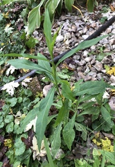 Symphyotrichum lanceolatum lanceolatum