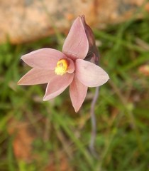 Thelymitra luteocilium