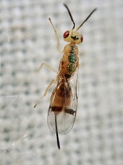 Bootanomyia