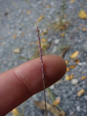Sporobolus neglectus
