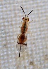 Bootanomyia