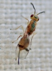 Bootanomyia