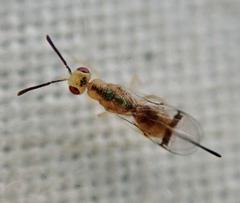 Bootanomyia