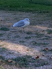 Larus delawarensis