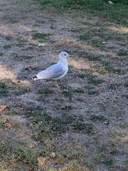 Larus delawarensis