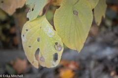 Parallelodiplosis subtruncata