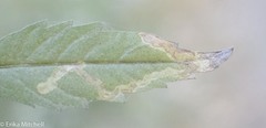 Liriomyza carphephori