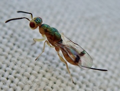 Bootanomyia