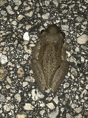 Osteopilus septentrionalis