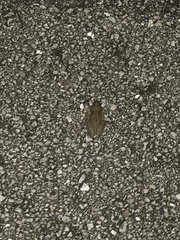 Osteopilus septentrionalis