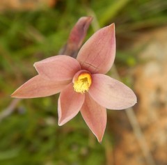 Thelymitra luteocilium