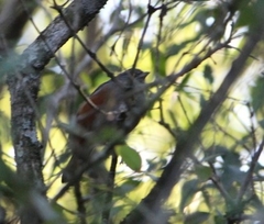 Synallaxis cinerascens