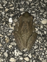 Osteopilus septentrionalis