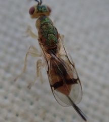 Bootanomyia