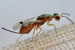 Bootanomyia
