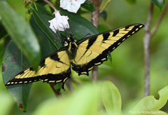 Papilio appalachiensis
