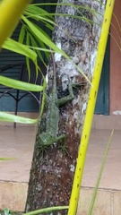Enyalius