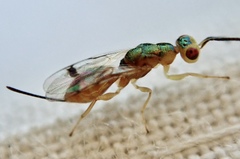 Bootanomyia