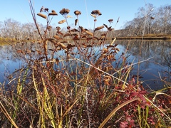 Spiraea beauverdiana