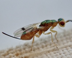 Bootanomyia